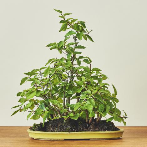 岩しで・イワシデ寄せ植え