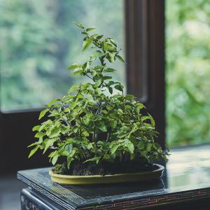岩しで・イワシデ寄せ植え