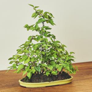 岩しで・イワシデ寄せ植え