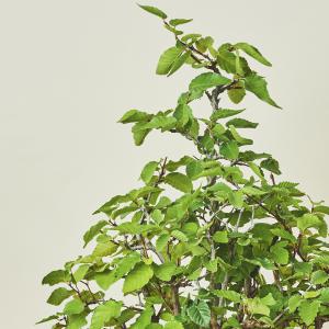 岩しで・イワシデ寄せ植え