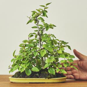 岩しで・イワシデ寄せ植え