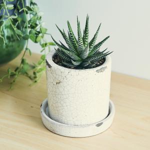 ハオルチア十二の巻(白陶器)