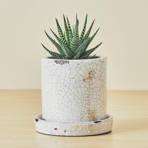 ハオルチア十二の巻(白陶器)