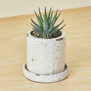 ハオルチア十二の巻(白陶器)