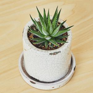 ハオルチア十二の巻(白陶器)