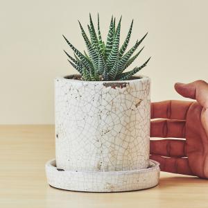 ハオルチア十二の巻(白陶器)