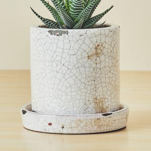 ハオルチア十二の巻(白陶器)