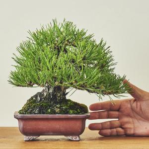 黒松・クロマツ