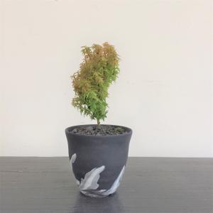 ミニ盆栽　モミジ琴姫の枝替わり