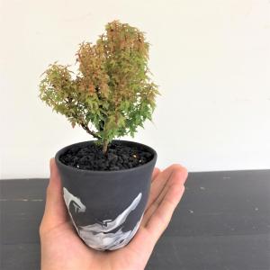 ミニ盆栽　モミジ琴姫の枝替わり