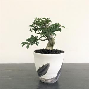 ミニ盆栽　コマユミ