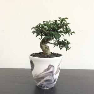 ミニ盆栽　コマユミ