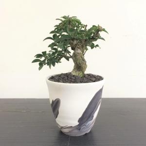 ミニ盆栽　コマユミ
