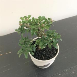 ミニ盆栽　コマユミ
