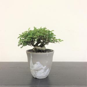 ミニ盆栽　イボタ