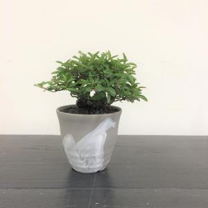 ミニ盆栽　イボタ