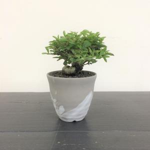 ミニ盆栽　イボタ