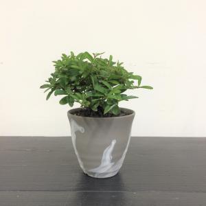 ミニ盆栽　イボタ