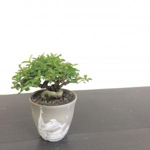 ミニ盆栽　イボタ