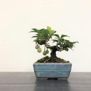 ミニ盆栽　エゴノキ