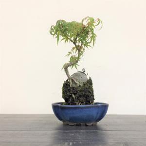 盆栽　モミジ石付け