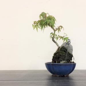 盆栽　モミジ石付け