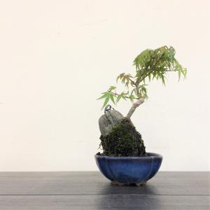 盆栽　モミジ石付け