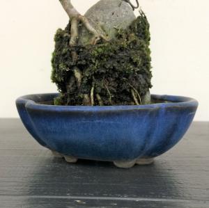 盆栽　モミジ石付け