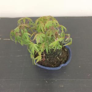 盆栽　モミジ石付け