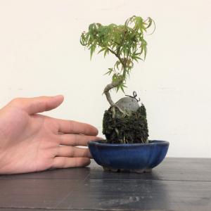盆栽　モミジ石付け