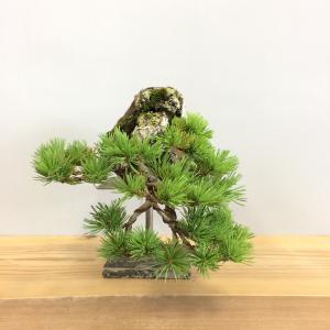 盆栽　五葉松