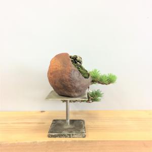 盆栽　五葉松
