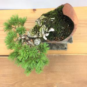 盆栽　五葉松