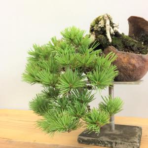 盆栽　五葉松