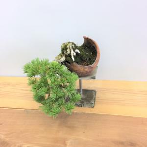 盆栽　五葉松