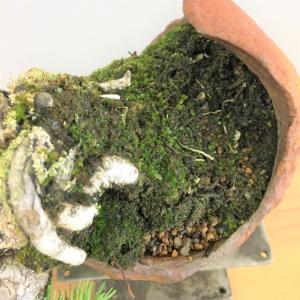 盆栽　五葉松