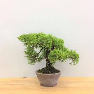 真柏・シンパク