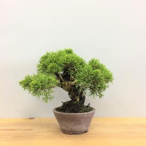 真柏・シンパク