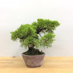 真柏・シンパク