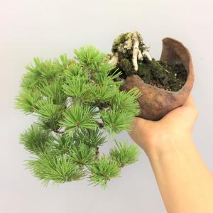 盆栽　五葉松