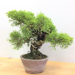 真柏・シンパク