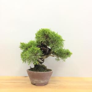 真柏・シンパク