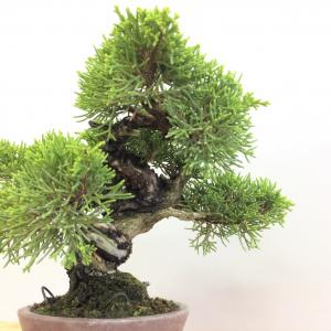 真柏・シンパク