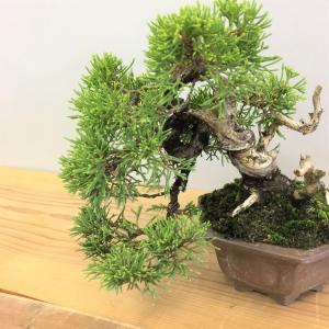 真柏・シンパク　no.2