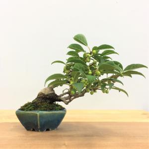 盆栽　梅もどき