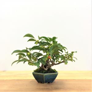 盆栽　梅もどき