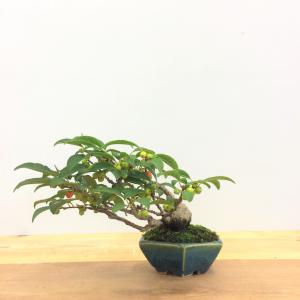 盆栽　梅もどき