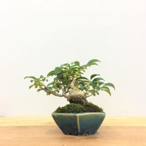 盆栽　梅もどき