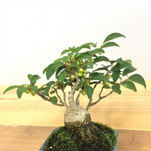 盆栽　梅もどき
