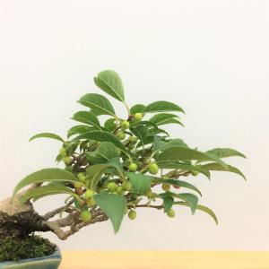 盆栽　梅もどき